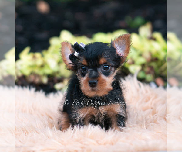 Medium Photo #34 Yorkshire Terrier Puppy For Sale in WARSAW, IN, USA