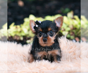 Medium Yorkshire Terrier