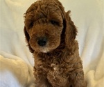 Litter of 6 - Male(s) and Female(s) Goldendoodle (Miniature)Litter of Puppies for Sale - Photo #7