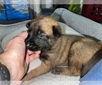 Small Photo #133 Belgian Malinois Puppy For Sale in REESEVILLE, WI, USA