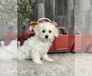 Bichpoo Puppy for sale in CANOGA, NY, USA