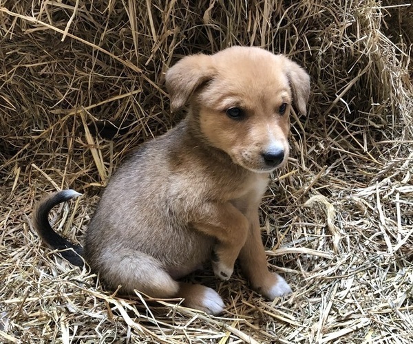 Medium Photo #1 Australian Cattle Dog-Labrador Retriever Mix Puppy For Sale in KALONA, IA, USA