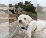 Small #4 Poodle (Miniature)