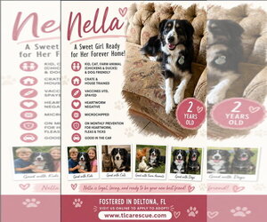 Australian Shepherd Dogs for adoption in Cape May, NJ, USA