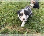 Small #9 Australian Shepherd