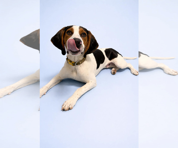 Medium Photo #6 Mutt Puppy For Sale in Sandy, UT, USA