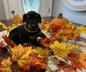 Doberman Pinscher Dog for Adoption in SAINT CHARLES, Missouri USA