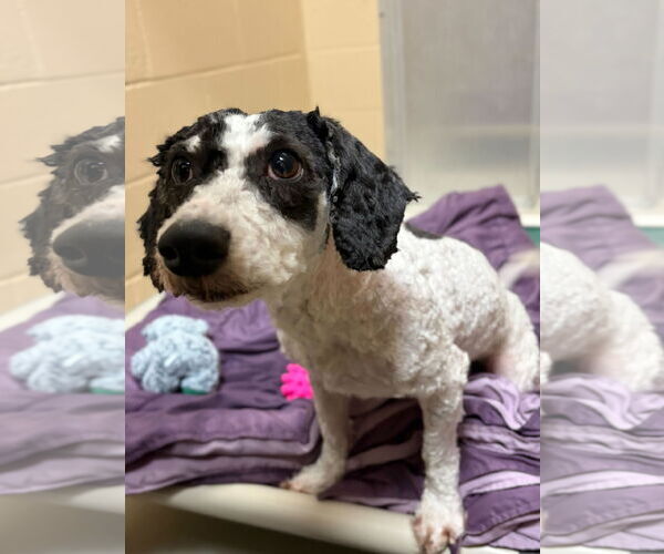 Medium Photo #2 Poodle (Miniature)-Unknown Mix Puppy For Sale in Jefferson, WI, USA