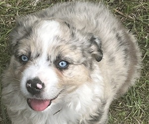 Miniature Australian Shepherd Puppy for sale in TAYLOR, TX, USA