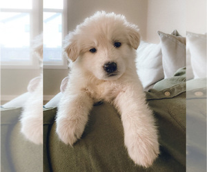 Swiss Shepherd Puppy for sale in VANCOUVER, WA, USA