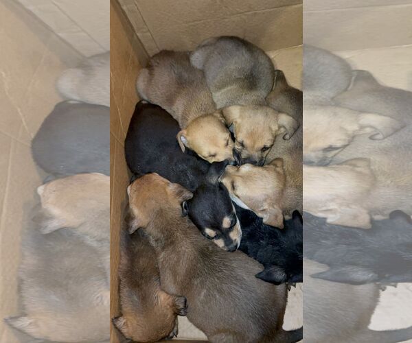 Medium Photo #1 Labrador Retriever-Unknown Mix Puppy For Sale in Jefferson, NJ, USA