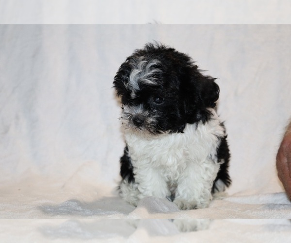 Medium Photo #15 ShihPoo Puppy For Sale in DYERSBURG, TN, USA