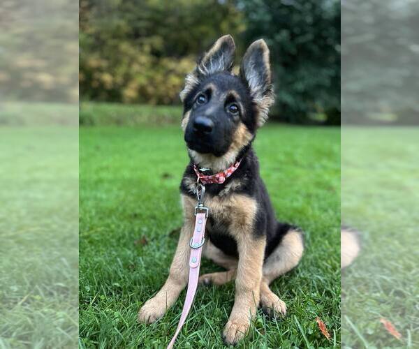 Medium Photo #151 German Shepherd Dog Puppy For Sale in LA FAYETTE, NY, USA