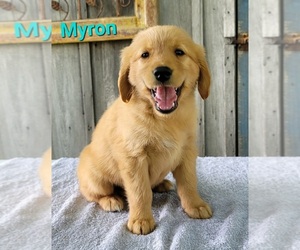 Golden Retriever Puppy for sale in HOLTON, MI, USA