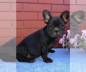 View Ad: French Bulldog Puppy for Sale near Florida, FORT ...