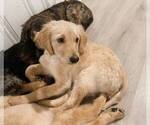 Small Photo #10 Catahoula Leopard Dog-Goldendoodle Mix Puppy For Sale in CLEVES, OH, USA