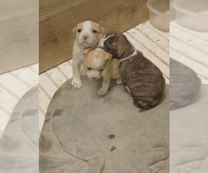 Bullboxer Pit Puppy for sale in ODON, IN, USA