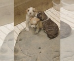 Small Bullboxer Pit