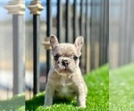 Small #16 French Bulldog