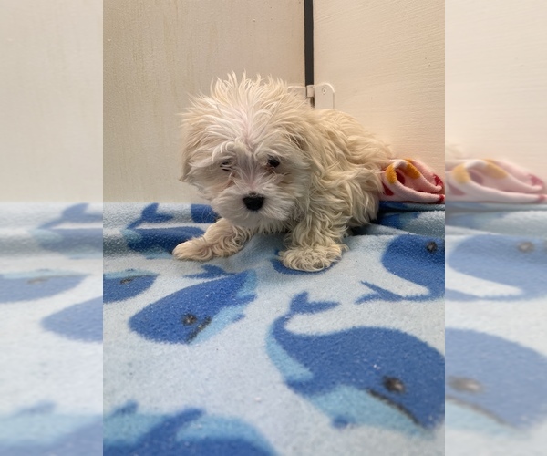 Medium Photo #1 Maltese Puppy For Sale in HOPKINSVILLE, KY, USA