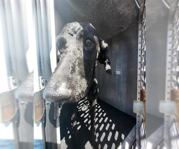 Medium Photo #1 Poodle (Standard) Puppy For Sale in San Antonio, TX, USA