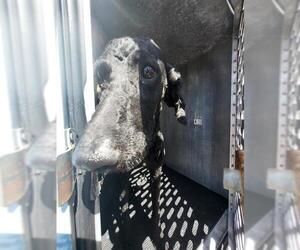 Poodle (Standard) Dogs for adoption in San Antonio, TX, USA