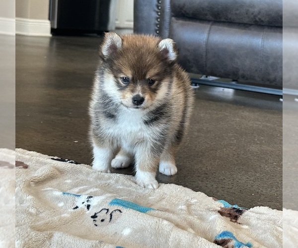 Medium Photo #1 Pomsky Puppy For Sale in STRINGER, MS, USA