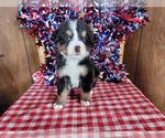 Small #5 Bernese Mountain Dog