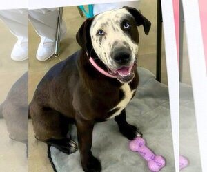 Catahoula Leopard Dog-Labrador Retriever Mix Dogs for adoption in Alexander, AR, USA