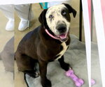 Celeste - Female Catahoula Leopard Dog-Labrador Retriever Mix Dog for Adoption - Small photo
