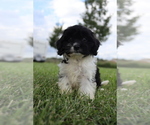 Small #1 Cavapoo