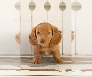 Dachshund Puppy for sale in BREMEN, IN, USA