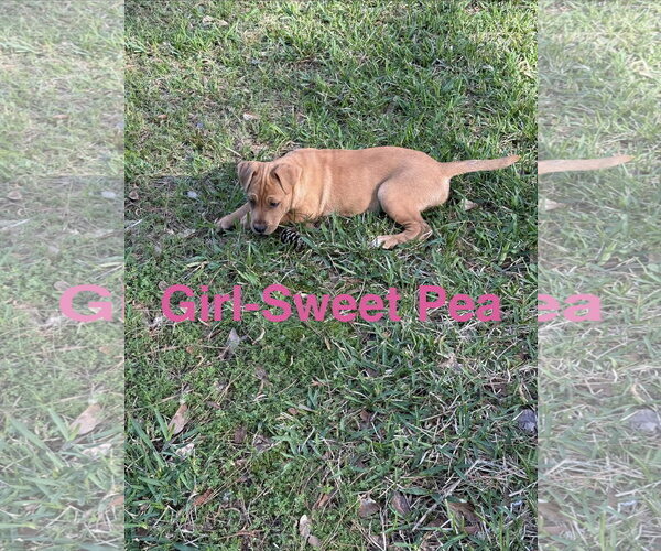 Medium Photo #1 Labrador Retriever-Unknown Mix Puppy For Sale in The Woodlands, TX, USA