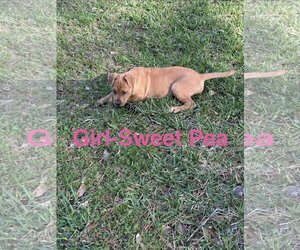 Labrador Retriever-Unknown Mix Dogs for adoption in The Woodlands, TX, USA