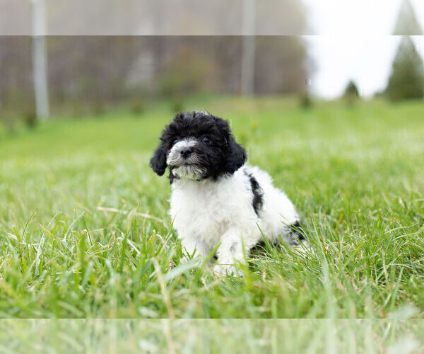 Medium Photo #5 Zuchon Puppy For Sale in WARSAW, IN, USA