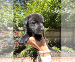 Small #3 Mutt