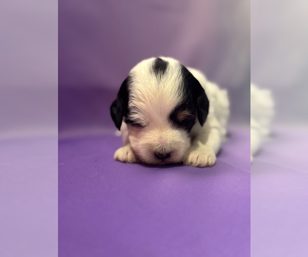 Medium Photo #12 Bernedoodle (Miniature) Puppy For Sale in LONGMONT, CO, USA