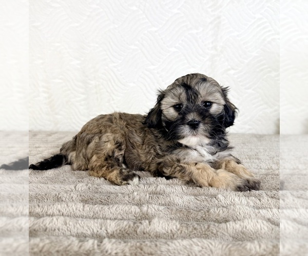 Medium Photo #3 ShihPoo Puppy For Sale in GREENFIELD, IN, USA