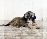Small #2 ShihPoo