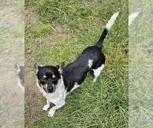 Rat Terrier Dogs for adoption in Olalla, WA, USA