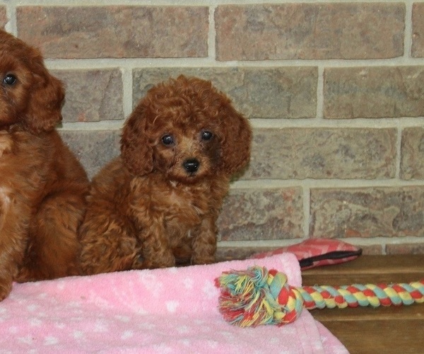 Medium Photo #1 Cavapoo Puppy For Sale in CLARKRANGE, TN, USA