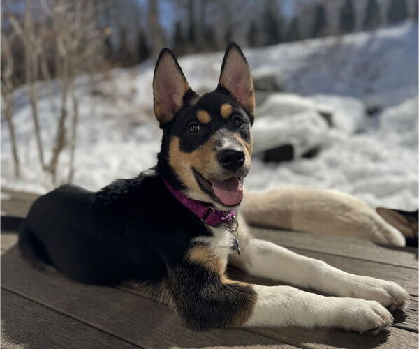 Medium Photo #5 Alaskan Malamute-Unknown Mix Puppy For Sale in Oak Bluffs, MA, USA