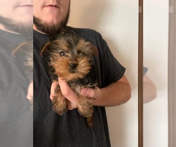 Medium Photo #3 Yorkshire Terrier Puppy For Sale in MCMINNVILLE, TN, USA