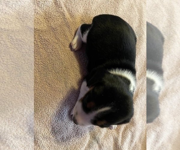 Medium Photo #12 Beagle Puppy For Sale in LAFAYETTE, IN, USA