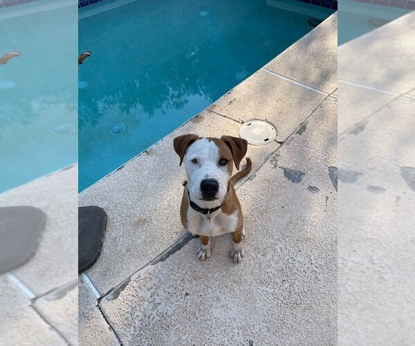Medium Photo #3 American Pit Bull Terrier-Beagle Mix Puppy For Sale in Chandler, AZ, USA