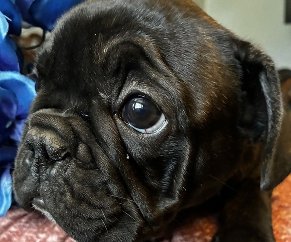 Medium Photo #4 French Bulldog Puppy For Sale in VIRGINIA BEACH, VA, USA
