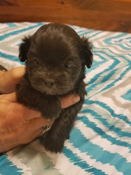 Medium Photo #3 Shih-Poo Puppy For Sale in WETUMPKA, AL, USA