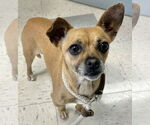 Small #4 Chiweenie