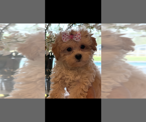 Maltipoo (Toy) Puppy for sale in PUNTA GORDA, FL, USA