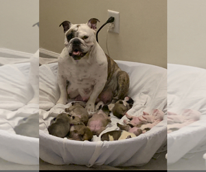 Mother of the Bulldog puppies born on 07/25/2019